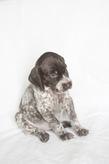German Shorthaired Pointer Puppy for sale in SHINGLE SPRINGS, CA, USA