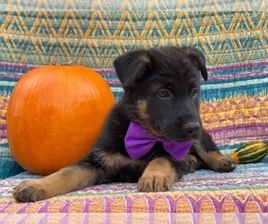German Shepherd Dog Puppy for sale in LANCASTER, PA, USA