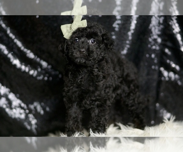 Medium Photo #2 Poodle (Toy) Puppy For Sale in WARSAW, IN, USA