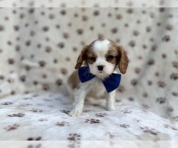 Medium Photo #2 Cavalier King Charles Spaniel Puppy For Sale in LAKELAND, FL, USA