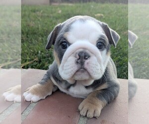 Medium English Bulldog