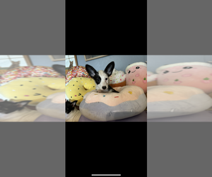 American Corgi Puppy for sale in SHERMAN, TX, USA