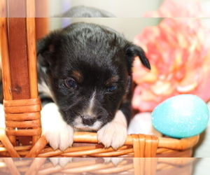 Border Collie-Miniature Australian Shepherd Mix Puppy for sale in GRETNA, VA, USA