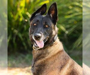 Mutt Dogs for adoption in Camarillo, CA, USA