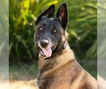 KALI - Female Mutt Dog for Adoption - Small photo