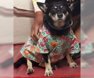 Solomon - Male Chipin Dog for Adoption - Photo #4