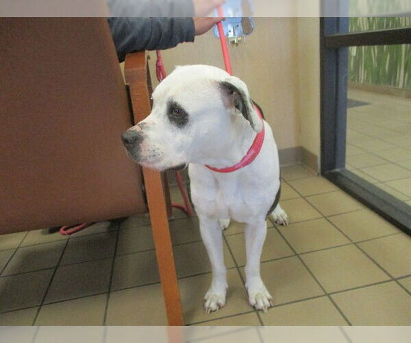 Medium Photo #1 American Pit Bull Terrier-Unknown Mix Puppy For Sale in Ocala, FL, USA