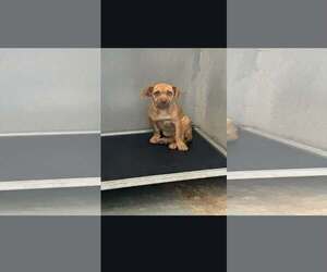 Goldfish - Male Mutt Dog for Adoption - Photo #9