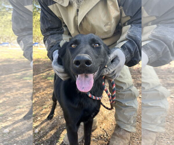 Medium Photo #7 Labrador Retriever-Unknown Mix Puppy For Sale in San Diego, CA, USA