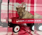 Puppy 2 Siberian Husky