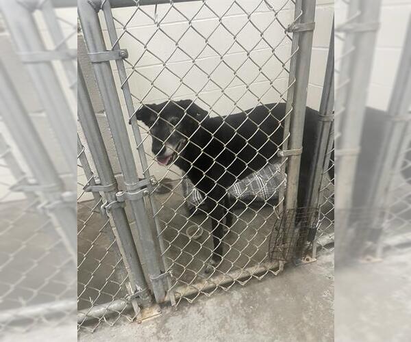 Medium Photo #1 Great Dane-Unknown Mix Puppy For Sale in Rosenberg, TX, USA