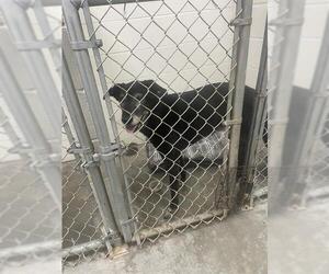 Great Dane-Unknown Mix Dogs for adoption in Rosenberg, TX, USA