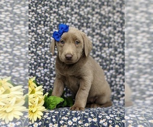 Labrador Retriever Puppy for sale in KINZERS, PA, USA