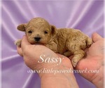 Image preview for Ad Listing. Nickname: Sassy