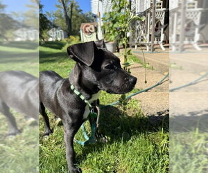 Pumpernickel - Female Mutt Dog for Adoption - Photo #3