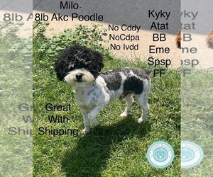 Father of the Poodle (Toy) puppies born on 08/26/2025