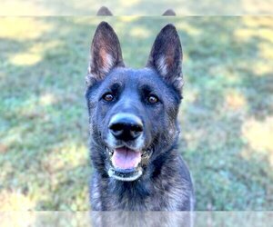 German Shepherd Dog-Unknown Mix Dogs for adoption in Anniston, AL, USA