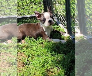 Boston Terrier Puppy for sale in DEFIANCE, OH, USA