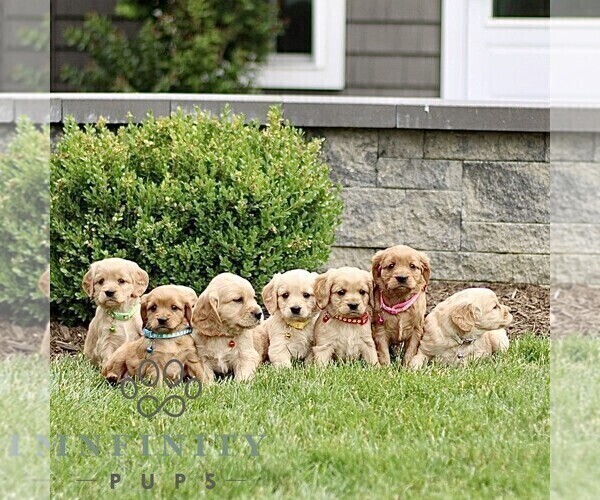 Medium Photo #2 Golden Retriever Puppy For Sale in STRASBURG, PA, USA