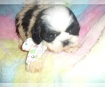 Small Photo #2 Shih Tzu Puppy For Sale in JACKSON, MS, USA