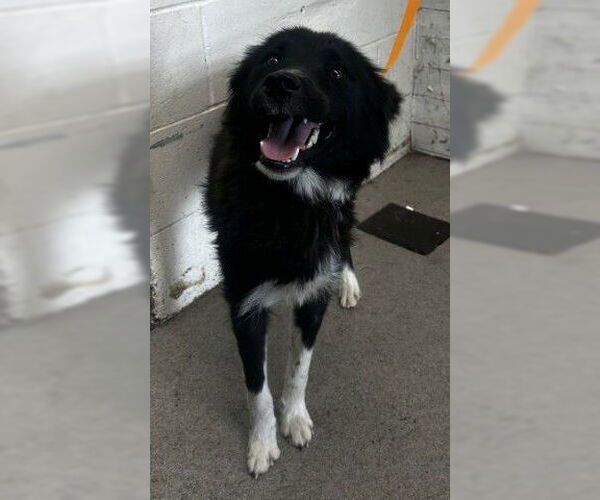 Medium Photo #1 Border Collie-Unknown Mix Puppy For Sale in San Bernardino, CA, USA