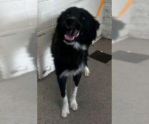 Medium Border Collie Mix