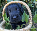 Puppy Ravena Black Russian Terrier