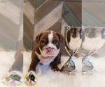 Small Photo #2 Bulldog Puppy For Sale in ARLINGTON, TX, USA