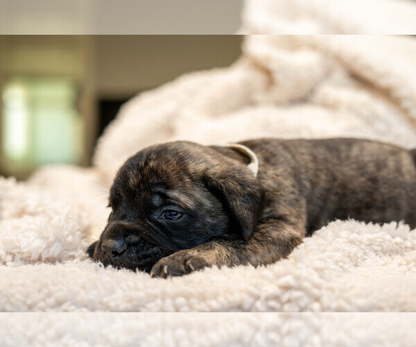 Medium Photo #3 Mastiff Puppy For Sale in WOODSTOCK, GA, USA