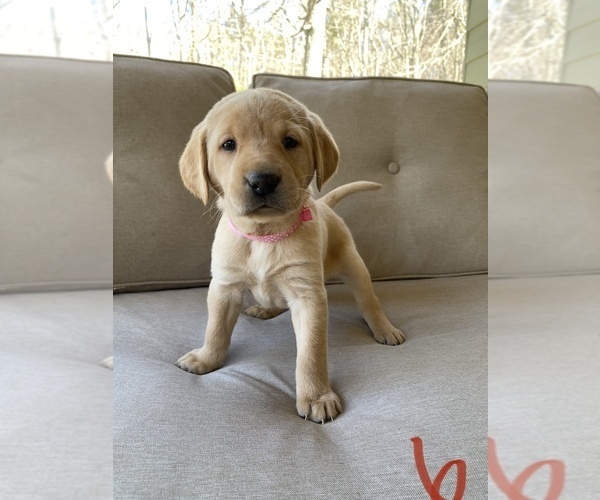 Medium Photo #8 Labrador Retriever Puppy For Sale in CHICKAMAUGA, GA, USA