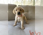 Small Photo #8 Labrador Retriever Puppy For Sale in CHICKAMAUGA, GA, USA