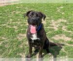 Small Mastiff Mix
