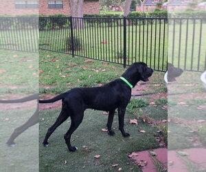 Athena Jane - Female Great Dane Dog for Adoption - Photo #2