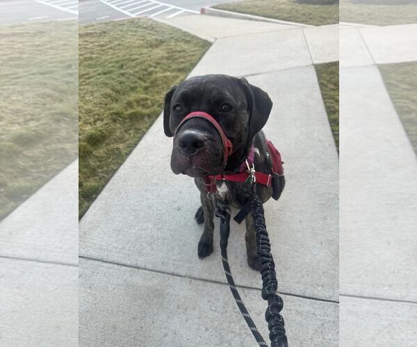 Medium Photo #5 Neapolitan Mastiff-Unknown Mix Puppy For Sale in The Woodlands, TX, USA