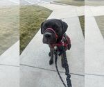 Small #4 Neapolitan Mastiff Mix