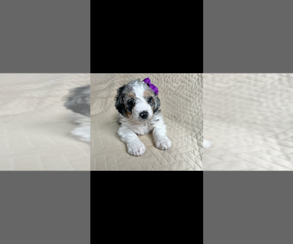 Medium Photo #4 Miniature Bernedoodle Puppy For Sale in TEMPERANCE, MI, USA