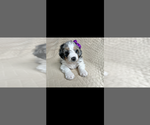 Small Photo #4 Miniature Bernedoodle Puppy For Sale in TEMPERANCE, MI, USA