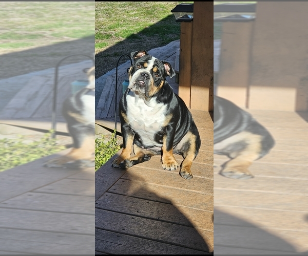 Medium Photo #1 English Bulldogge Puppy For Sale in GOLDSBORO, NC, USA