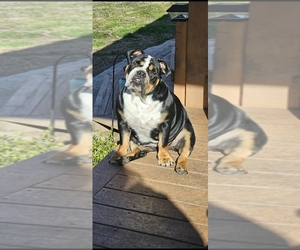 Mother of the English Bulldogge puppies born on 06/01/2026