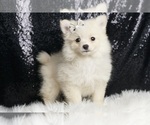 Puppy Baby Bear AKC Pomeranian