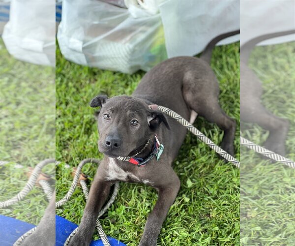 Medium Photo #7 Chinese Shar-Pei-Labrador Retriever Mix Puppy For Sale in Dana Point, CA, USA