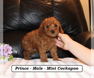 Cockapoo (Miniature) Puppy for sale in CLARKRANGE, TN, USA