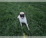 Small Photo #1 Pug Puppy For Sale in ATHENS, WI, USA