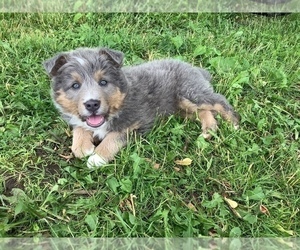 Australian Shepherd Puppy for sale in HILLSBORO, WI, USA