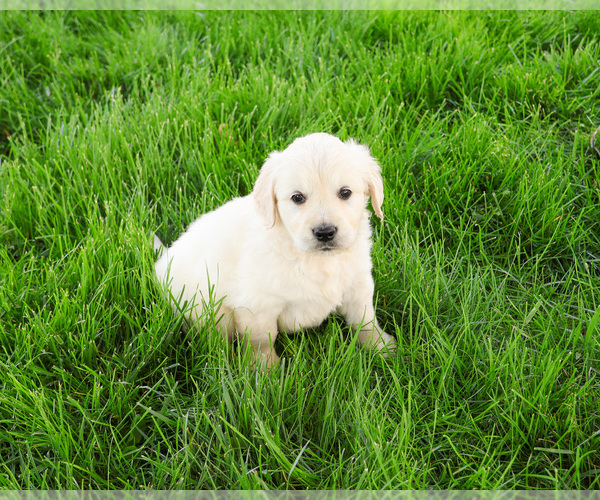 Medium Photo #3 English Cream Golden Retriever Puppy For Sale in SYRACUSE, IN, USA