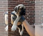 Small Cane Corso