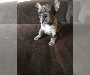 French Bulldog Puppy for sale in LORAIN, OH, USA
