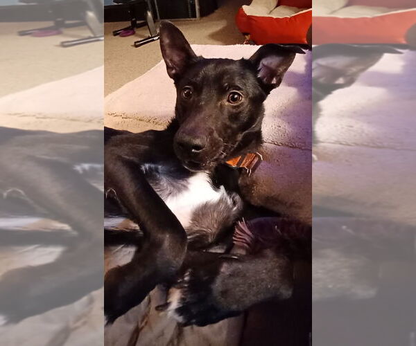 Medium Photo #4 Border Collie Puppy For Sale in Minneapolis, MN, USA