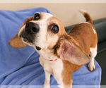 Small #3 Beagle
