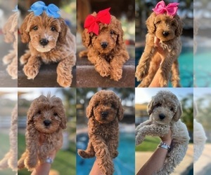 Goldendoodle-Poodle (Miniature) Mix Puppy for Sale in MENIFEE, California USA